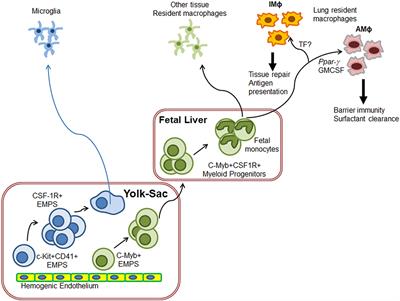 Macrophage TLR4 and PAR2 Signaling: Role in Regulating Vascular Inflammatory Injury and Repair